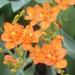 Belamcanda Chinensis 'Freckle Face' Blackberry Lily