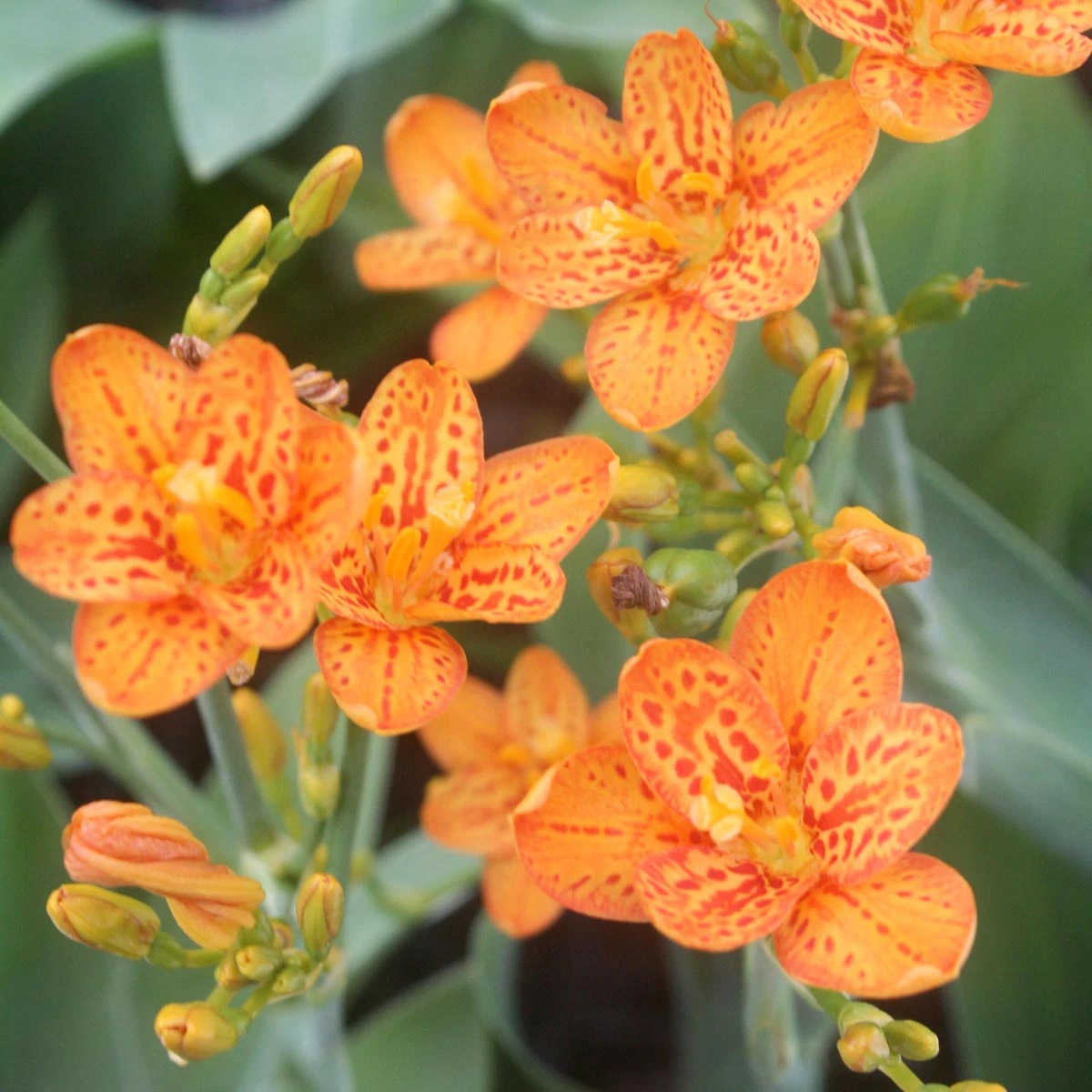 Belamcanda Chinensis 'Freckle Face' Blackberry Lily 1 Belamcanda Chinensis 'Freckle Face' Blackberry Lily