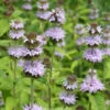 Blephilia Ciliata Downy Wood Mint