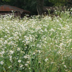 Boltonia Asteroides 'Snowbank' False Aster -Rare Roots Plan Shop BoltoniaSnowbank False Aster
