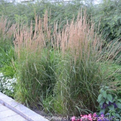 Calamagrostis Acutiflora 'Karl Foerster' Feather Reed Grass -Rare Roots Plan Shop CALAMAGROSTIS KARL FOERSTER 3