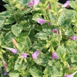 Calamintha Grandiflora 'Variegata' Calamint