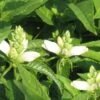 Chelone Glabra Turtlehead