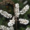 Cimicifuga (Actaea) Racemosa Black Snakeroot