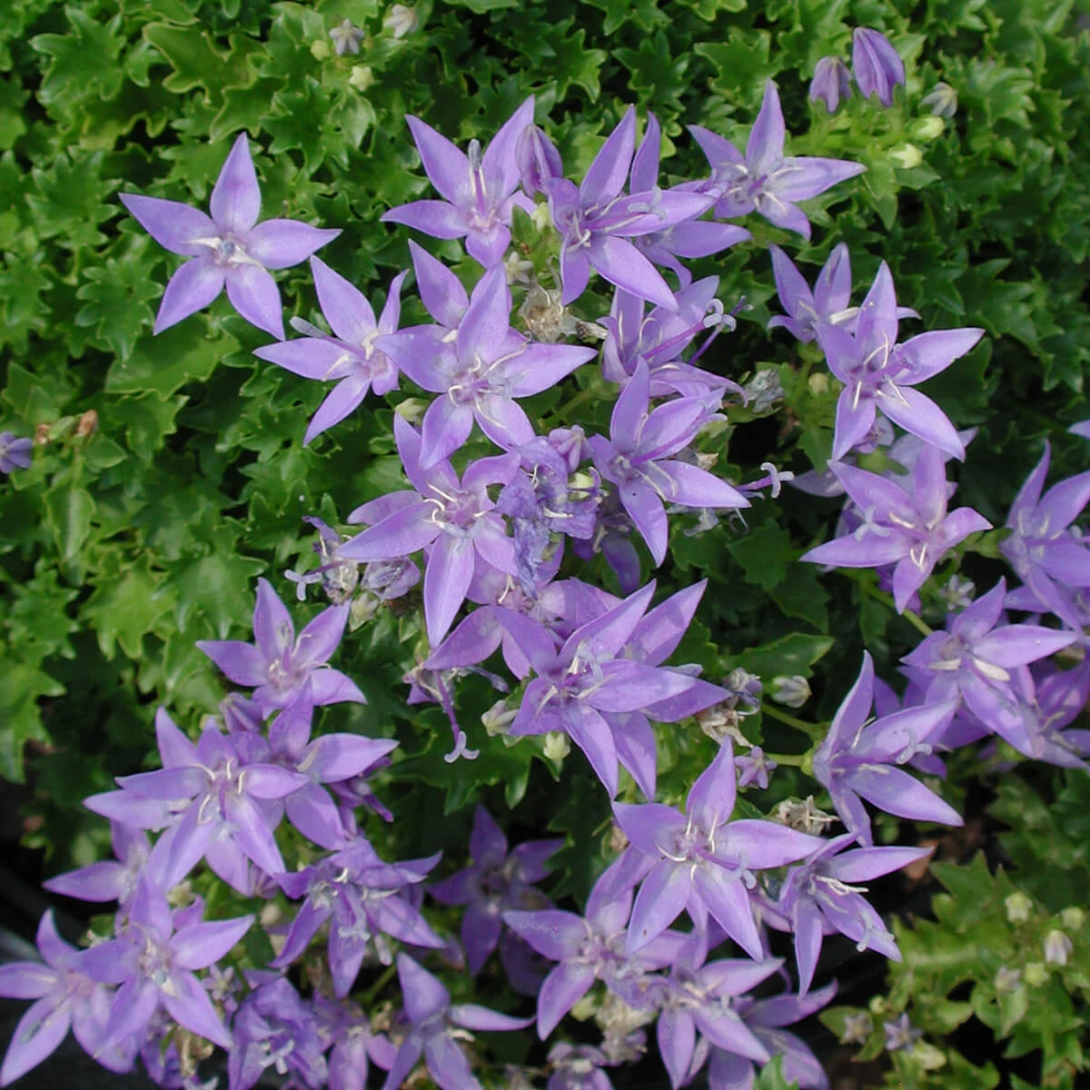 Campanula Poscharskyana 'Blue Waterfall' Bellflower 1 Campanula Poscharskyana 'Blue Waterfall' Bellflower