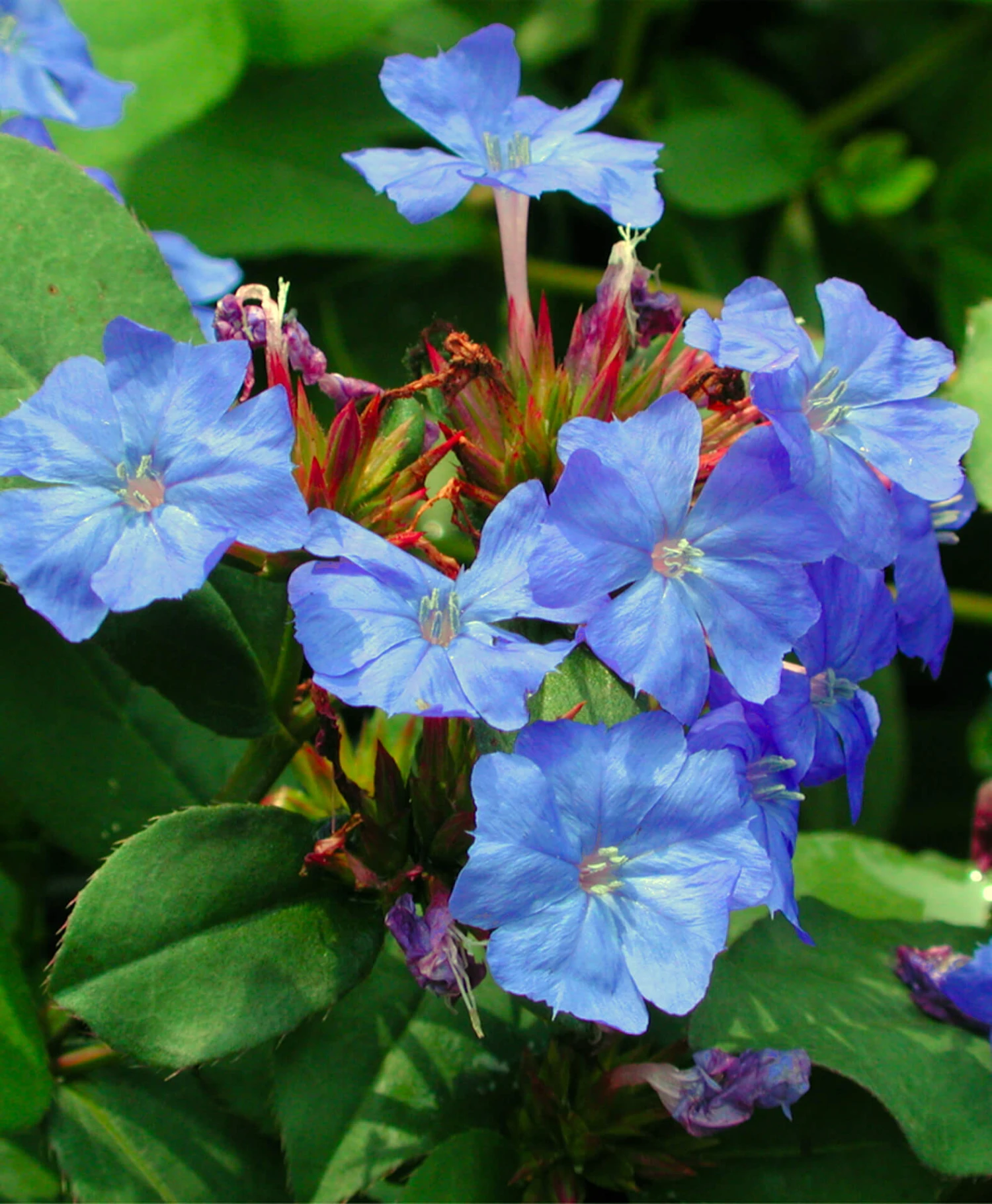 Ceratostigma Plumbaginoides Plumbago 2 Ceratostigma Plumbaginoides Plumbago - Image 2