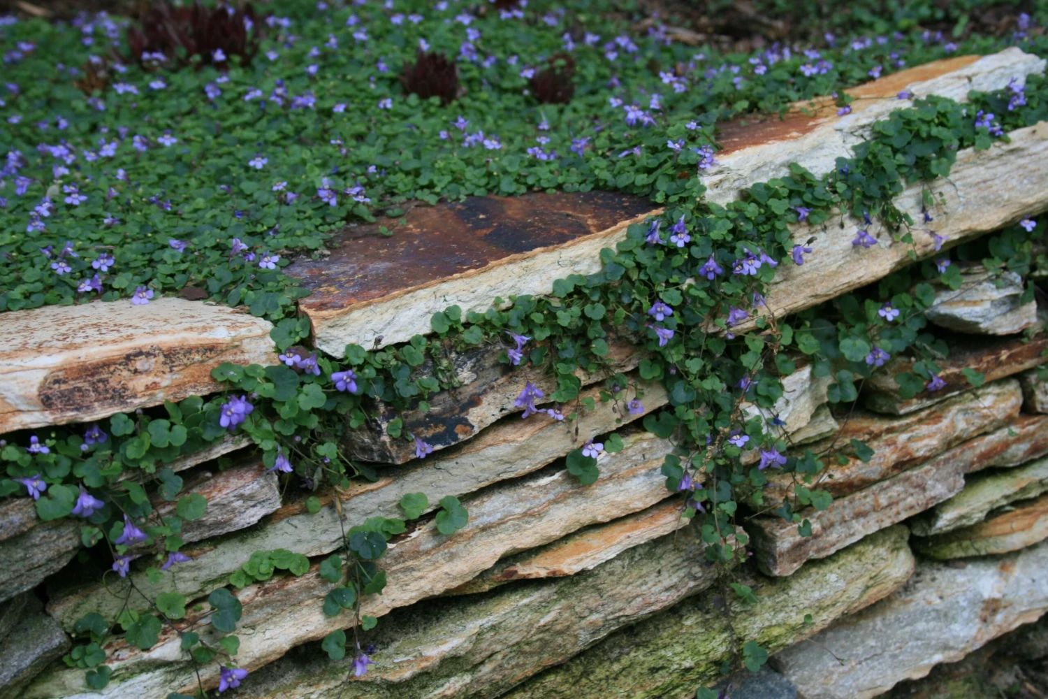 Cymbalaria Aequitriloba Mini Kenilworth Ivy 2 Cymbalaria Aequitriloba Mini Kenilworth Ivy - Image 2