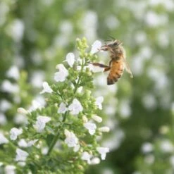 Calamintha Nepeta 'Montrose White' Calamint -Rare Roots Plan Shop Calamintha Montrose White Honey Bee Calamint 1