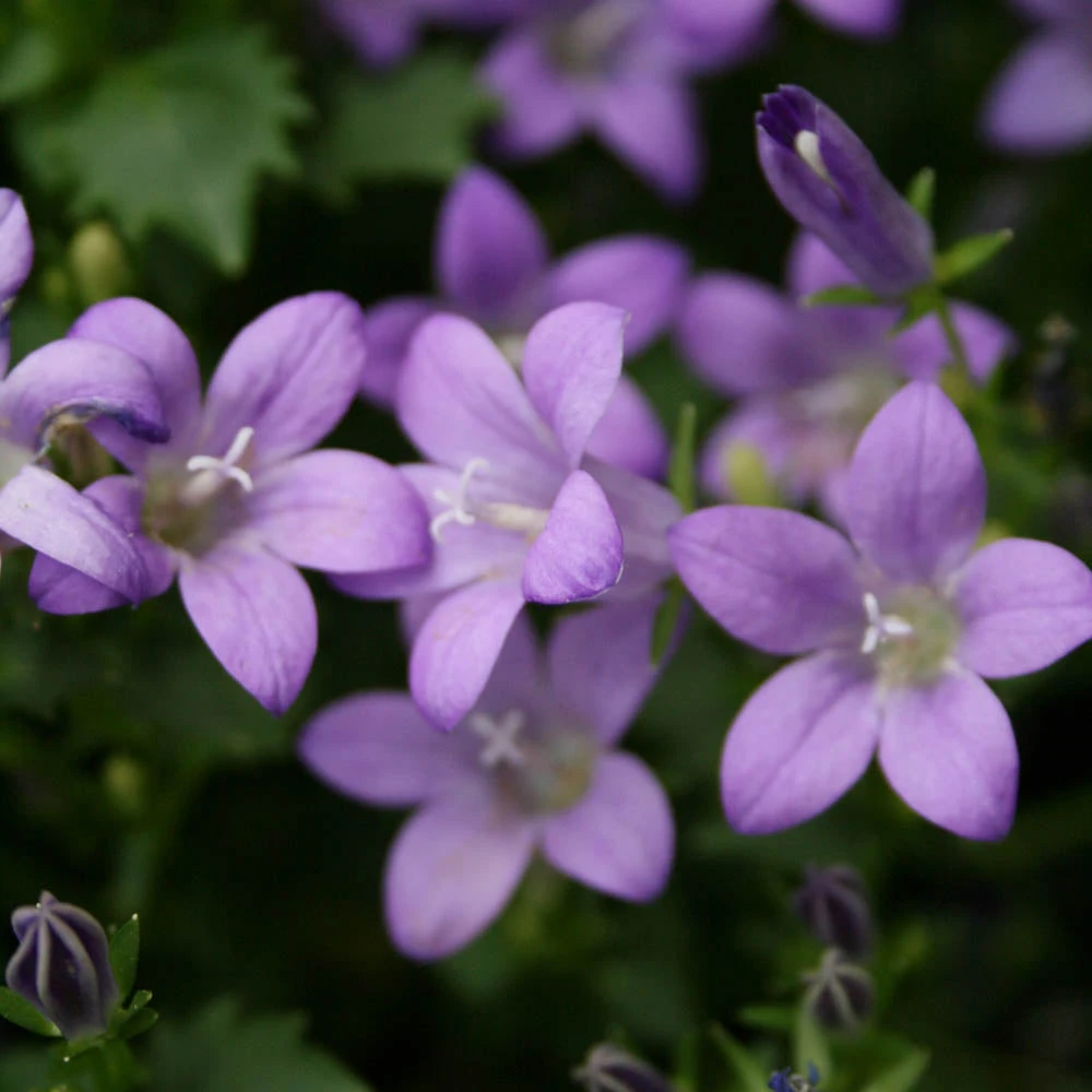 Campanula 'Birch Hybrids' Bellflower 1 Campanula 'Birch Hybrids' Bellflower
