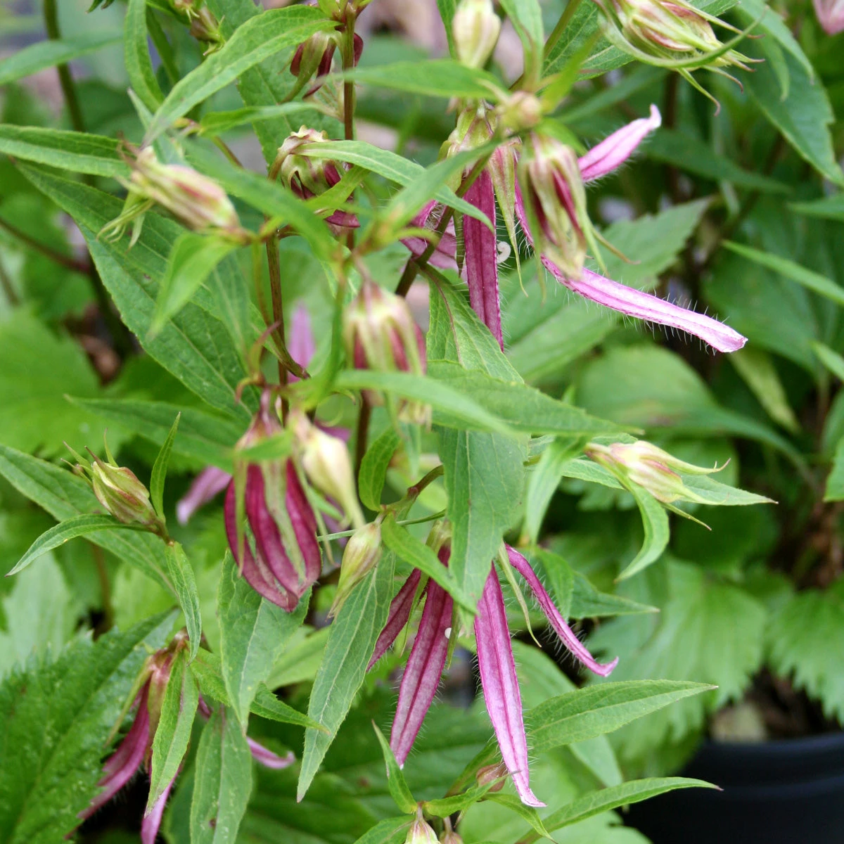Campanula 'Pink Octopus' Bellflower 1 Campanula 'Pink Octopus' Bellflower