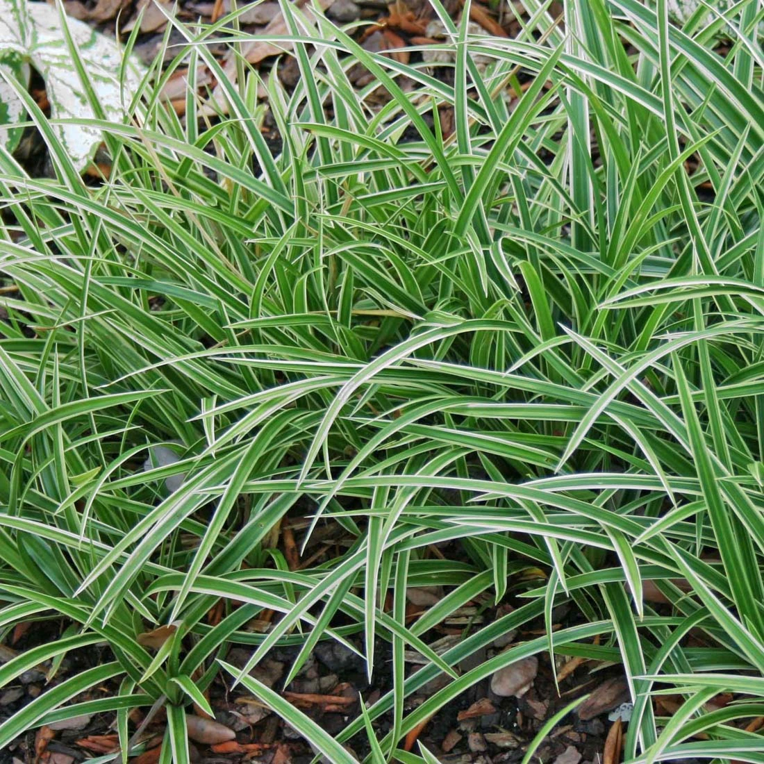 Carex 'Ice Dance' Sedge 1 Carex 'Ice Dance' Sedge