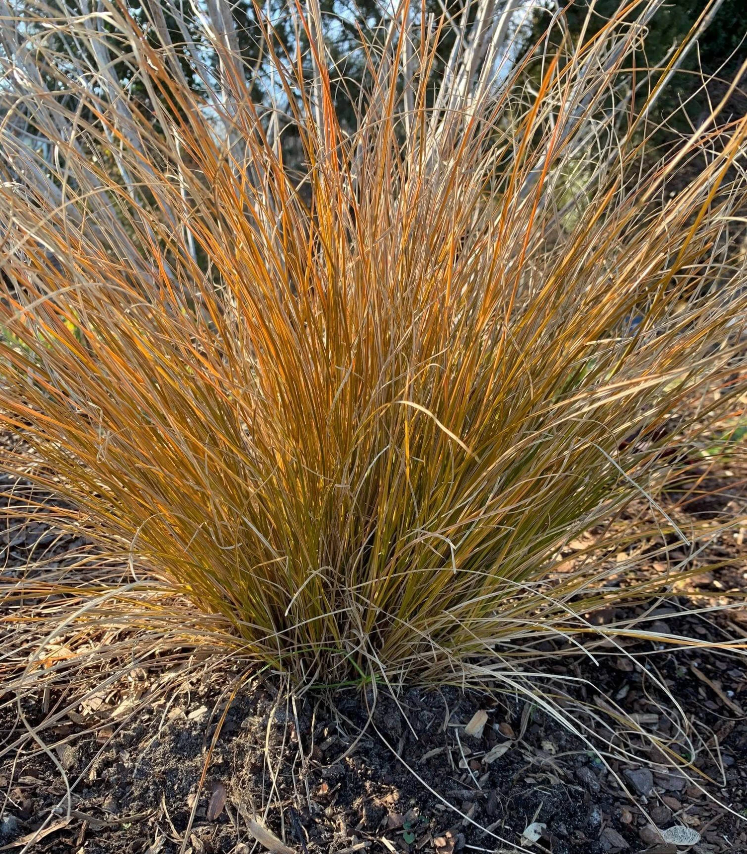 Carex Testacea 'Indian Summer' Sedge 1 Carex Testacea 'Indian Summer' Sedge