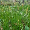 Carex Woodii Sedge