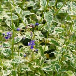 Caryopteris 'Snow Fairy' Bluebeard -Rare Roots Plan Shop Caryopteris Snow Fairy 3