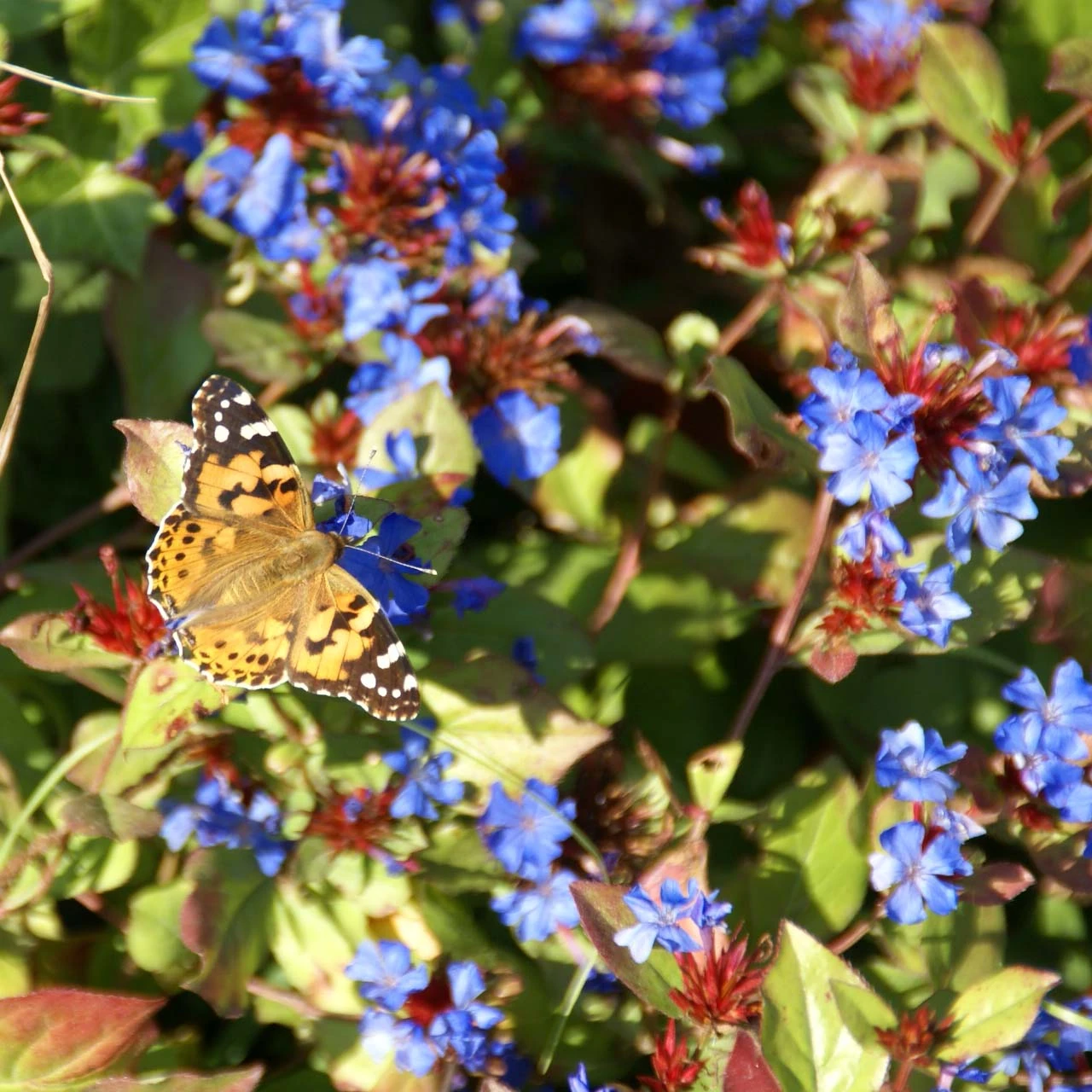 Ceratostigma Plumbaginoides Plumbago 3 Ceratostigma Plumbaginoides Plumbago - Image 3