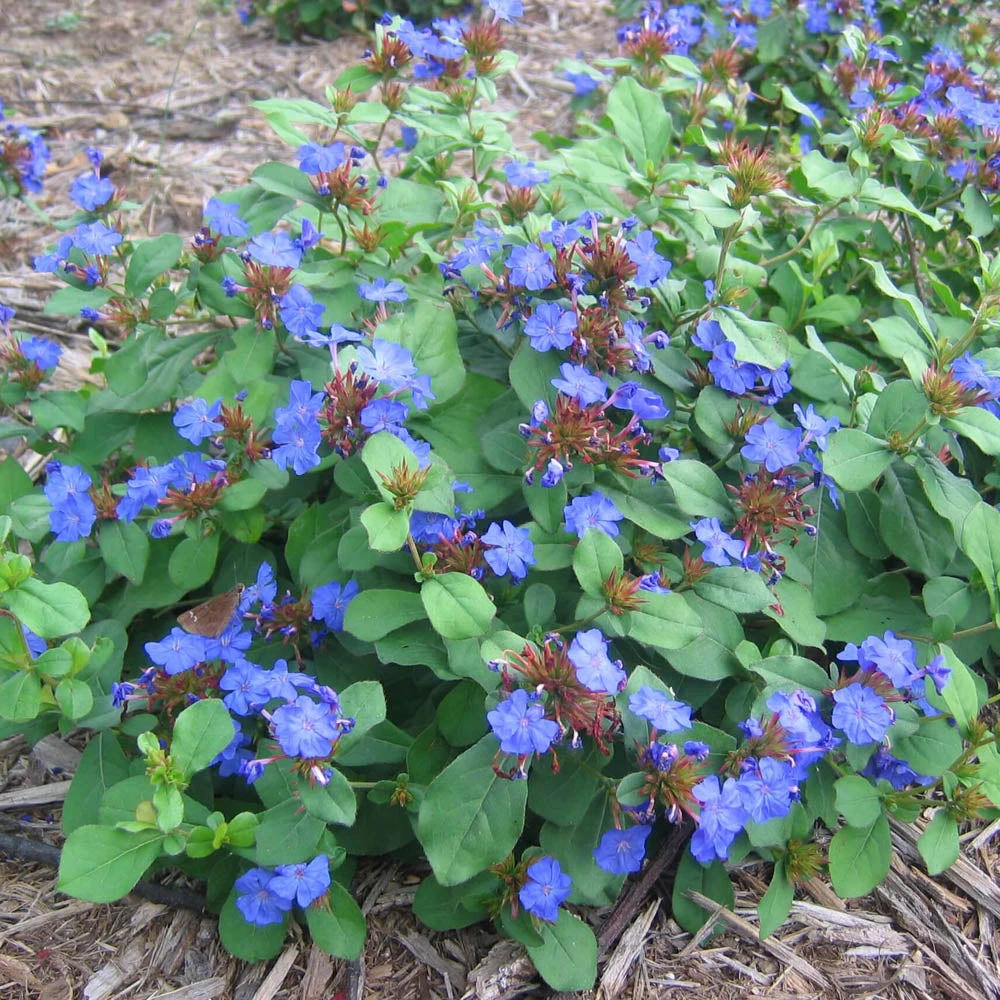Ceratostigma Plumbaginoides Plumbago 1 Ceratostigma Plumbaginoides Plumbago