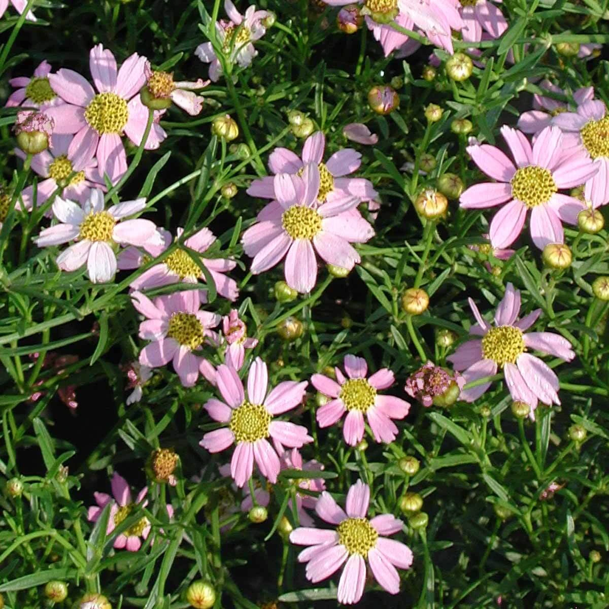 Coreopsis Rosea 'American Dream' Threadleaf Tickseed 1 Coreopsis Rosea 'American Dream' Threadleaf Tickseed