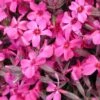 Phlox Subulata 'Scarlet Flame' Creeping Phlox