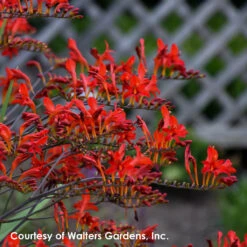 Crocosmia 'Lucifer' Montbretia 5 Crocosmia 'Lucifer' Montbretia -Rare Roots Plan Shop Crocosmia Lucifer 0002 high res 3d34cce5 0ad2 4939 af9e 79decb0edbe4