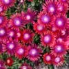 Delosperma 'Razzle Dazzle' Kaleidoscope™ Ice Plant