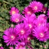 Delosperma 'Tiffindell Magenta' Ice Plant