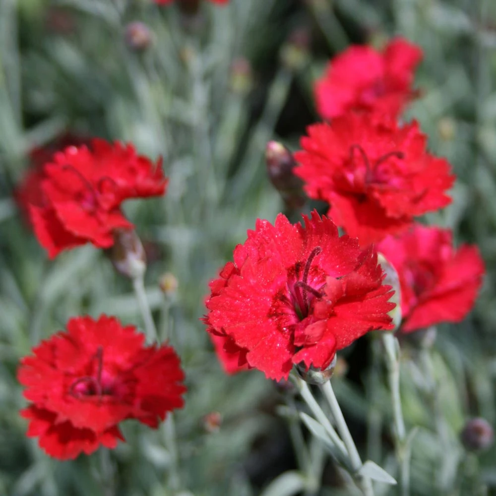 Dianthus 'Frosty Fire' Pinks 1 Dianthus 'Frosty Fire' Pinks