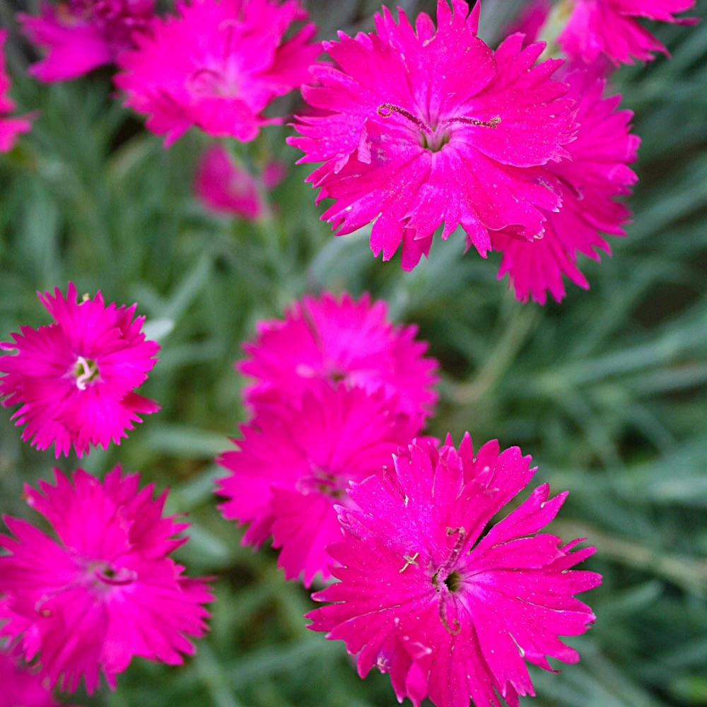 Dianthus 'Neon Star' Pinks 1 Dianthus 'Neon Star' Pinks