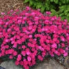 Dianthus 'Paint The Town Magenta' Pinks