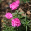 Dianthus 'Pink Pom Pom' Pinks