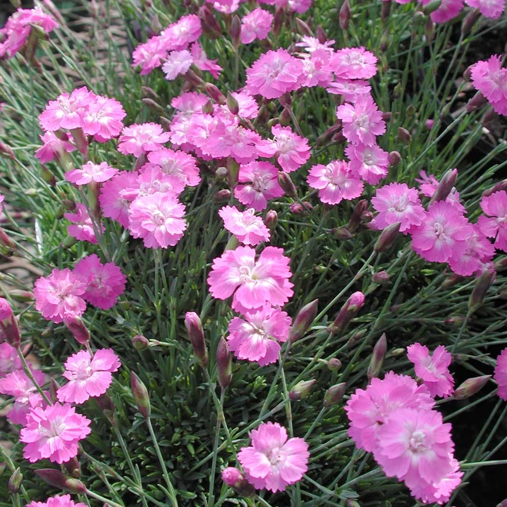 Dianthus 'Tiny Rubies' Pinks 1 Dianthus 'Tiny Rubies' Pinks
