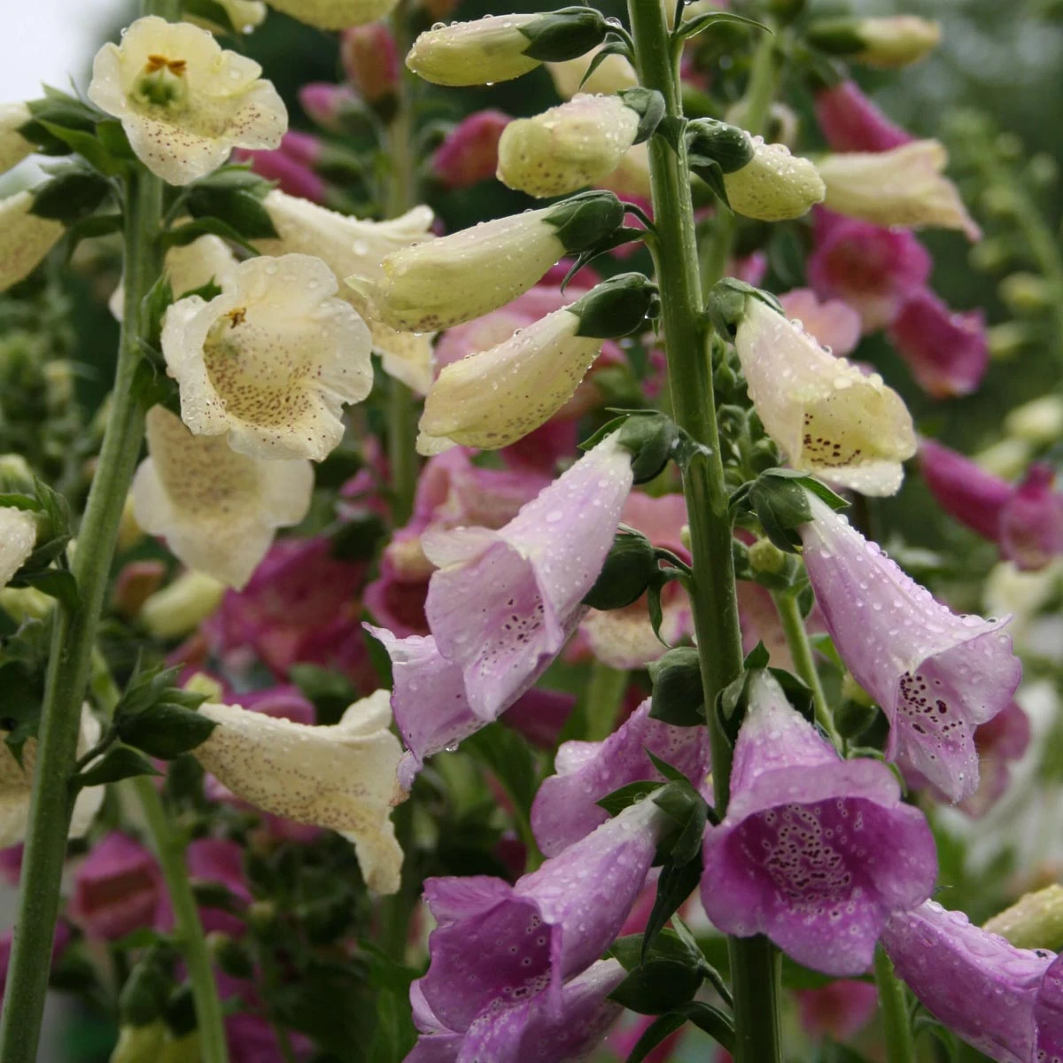Digitalis 'Foxy' Foxglove 1 Digitalis 'Foxy' Foxglove