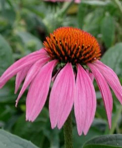 Echinacea Purpurea Purple Coneflower -Rare Roots Plan Shop ECH PURPUREA SPI