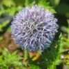 Echinops 'Platinum Blue' Globe Thistle