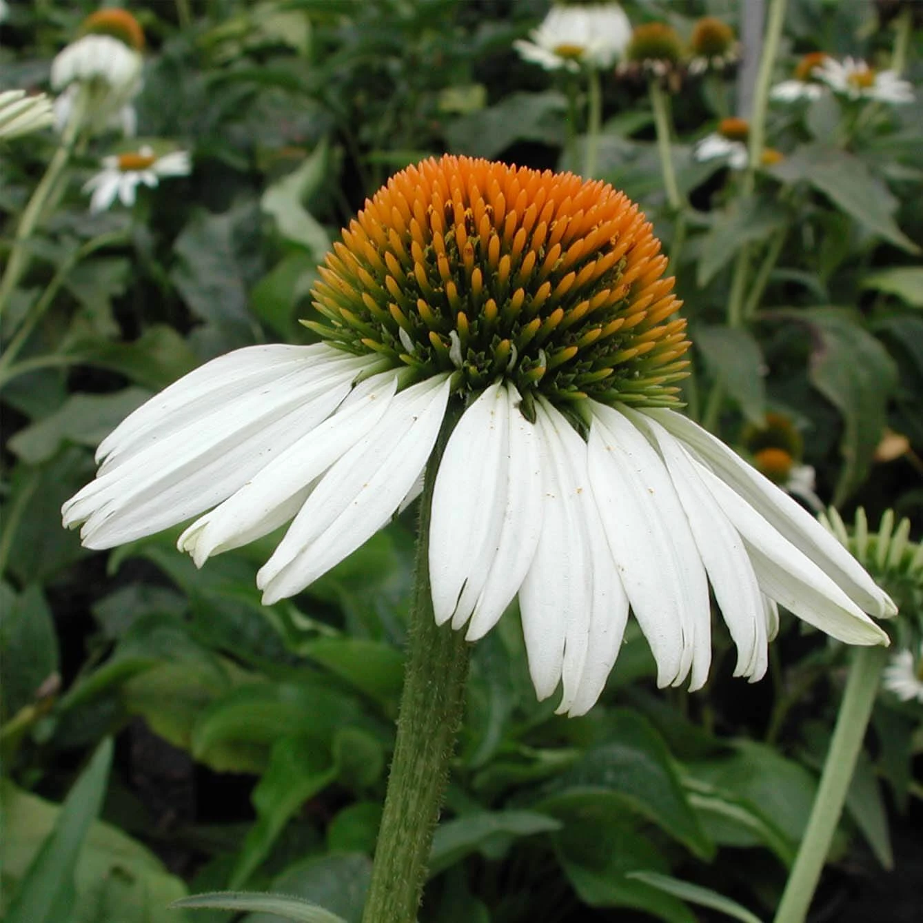 Echinacea 'White Swan' Coneflower 1 Echinacea 'White Swan' Coneflower