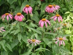 Echinacea Purpurea Purple Coneflower -Rare Roots Plan Shop ECH PURPUREA