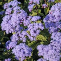 Eupatorium (Conoclinum) Coelestinum 'Cori' Hardy Ageratum