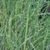Equisetum Hyemale Horsetail Rush