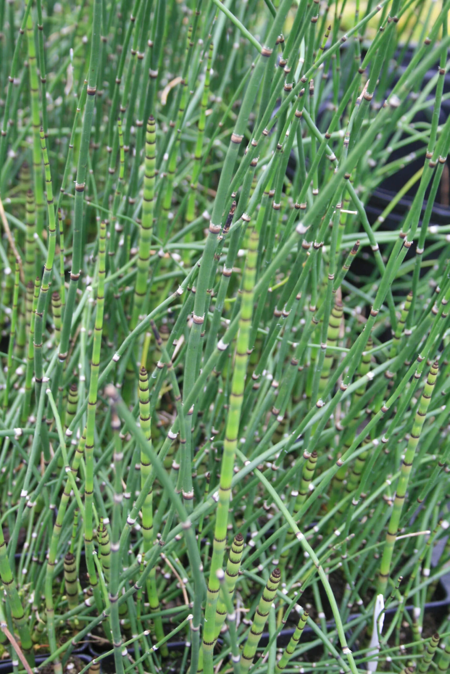 Equisetum Hyemale Horsetail Rush 1 Equisetum Hyemale Horsetail Rush