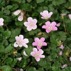 Erodium Reichardii 'Charm' Alpine Geranium