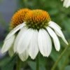 Echinacea 'PowWow White' Coneflower