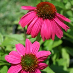 Echinacea 'PowWow Wild Berries' Coneflower -Rare Roots Plan Shop Echinacea powwow wild berries coneflower