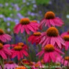 Echinacea 'PowWow Wild Berries' Coneflower