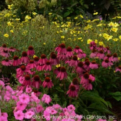Echinacea 'PowWow Wild Berries' Coneflower -Rare Roots Plan Shop Echinacea purpurea Pow Wow Wild Berry 4