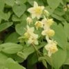 Epimedium 'Sulphureum' Barrenwort