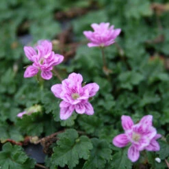 Erodium Reichardii 'Flore Pleno' Alpine Geranium
