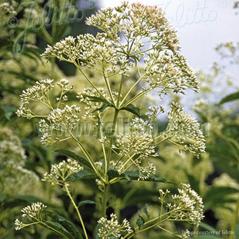 Eupatorium (Eutrochium) Fistulosum 'Ivory Towers' Joe Pye Weed 1 Eupatorium (Eutrochium) Fistulosum 'Ivory Towers' Joe Pye Weed