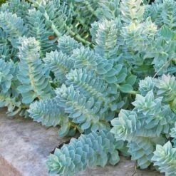 Euphorbia Myrsinites Donkey Tail Spurge