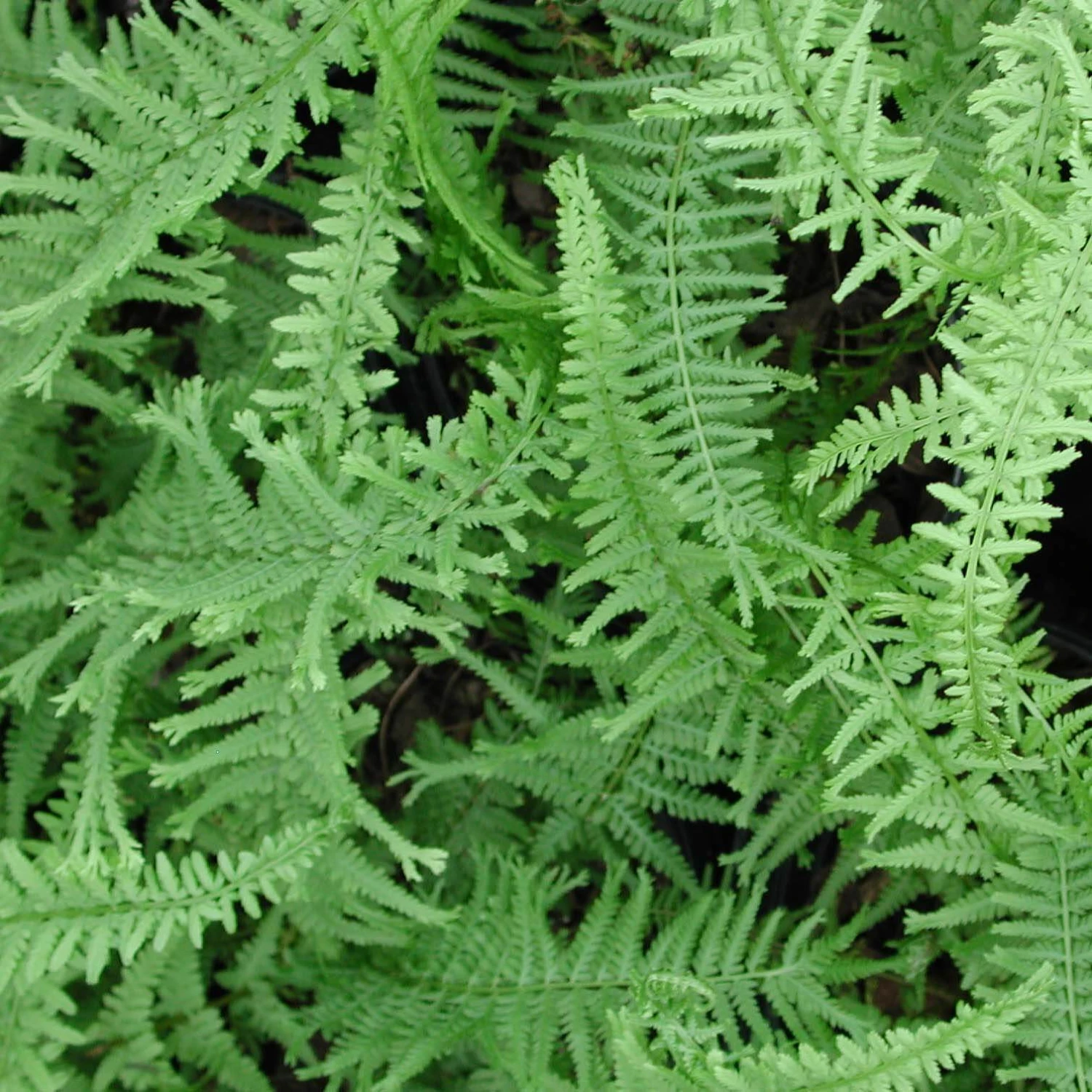 Fern Queen Of Green Athyrium Filix-femina 'Victoriae' 1 Fern Queen Of Green Athyrium Filix-femina 'Victoriae'