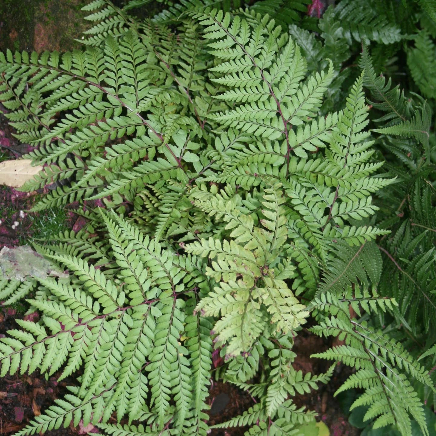 Fern Eared Lady Athyrium Otophorum 'Okanum' 1 Fern Eared Lady Athyrium Otophorum 'Okanum'