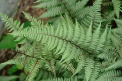 Fern Ghost Athyrium Nipponicum 'Ghost' -Rare Roots Plan Shop Fern Ghost 3
